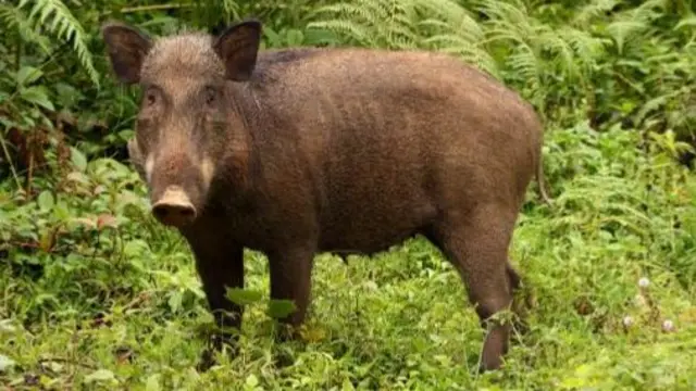 A wild boar