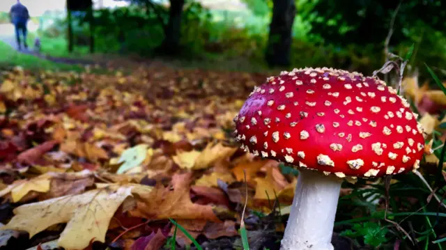 A red cap toadstool, with its characteristic white patches