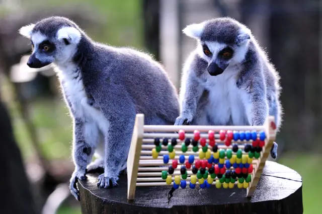 Lemurs using an abacus