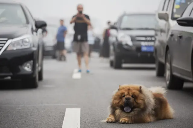 A dog on the highway from Beijing to China"s Hebei Province