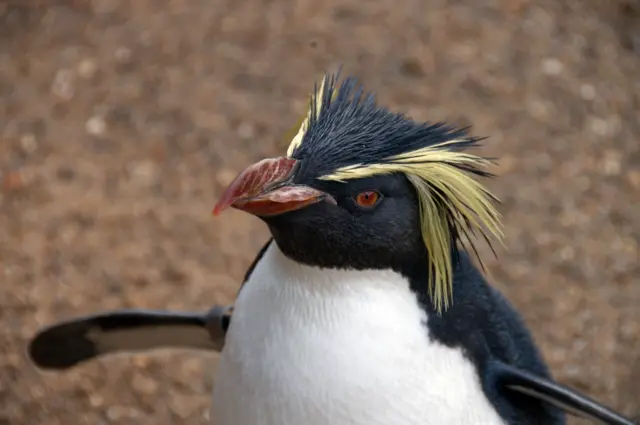 Rockhopper penguin