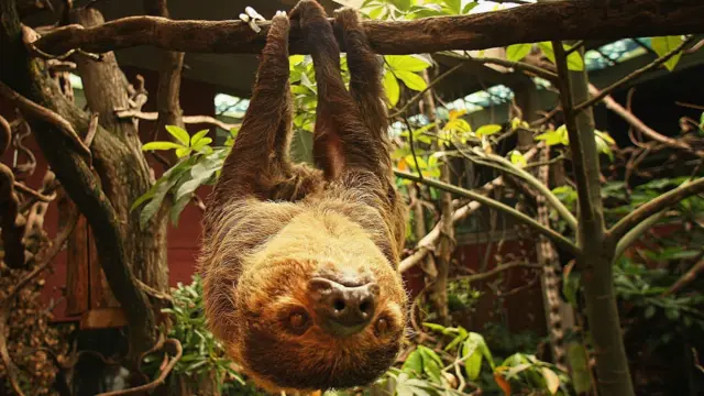 A two-toed sloth