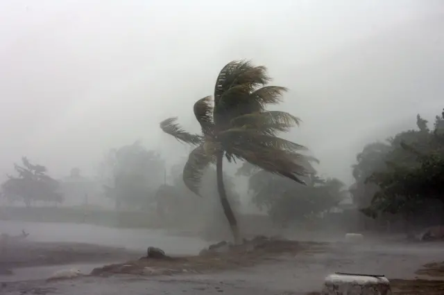 A palm tree is hit by winds near the beach during heavy rain in the City port of La Ceiba, Honduras as hurricane Felix approaches 04 September 2007.