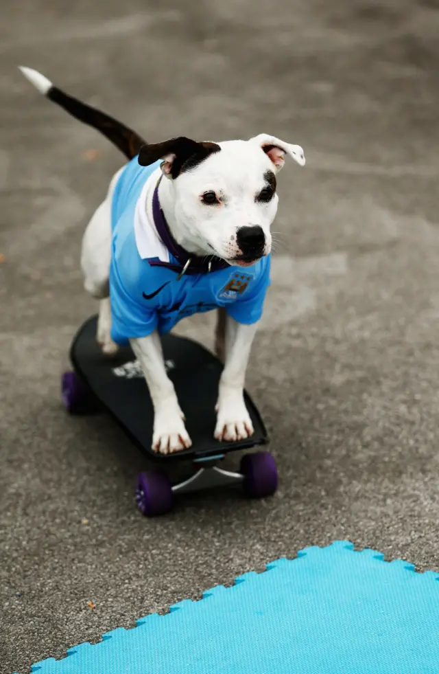 A dog on a skateboard at the Etihad Stadium