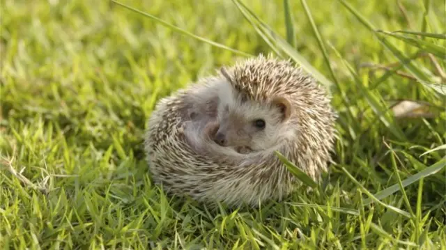 Hedgehog
