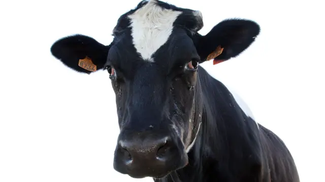Cow