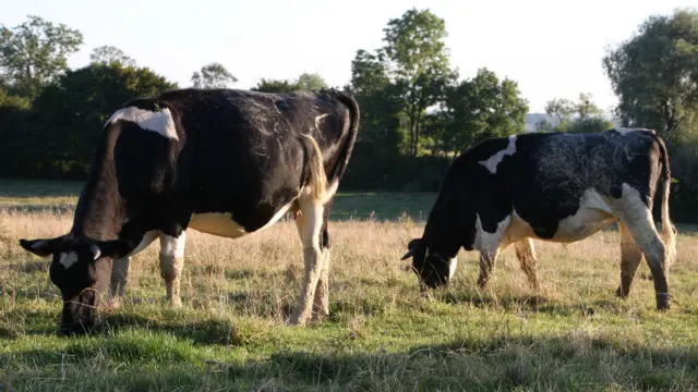 Cows