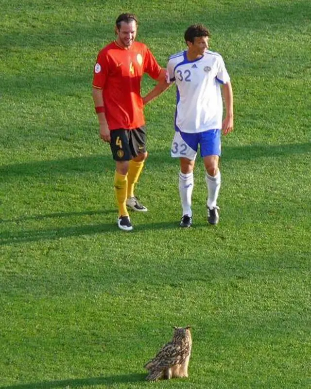 Footballers with an owl