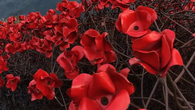 Poppies