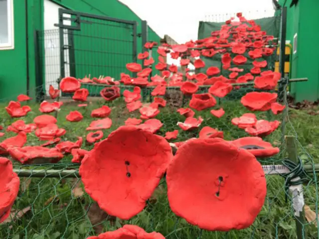 Poppies