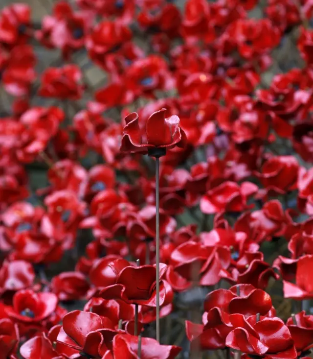 Poppies