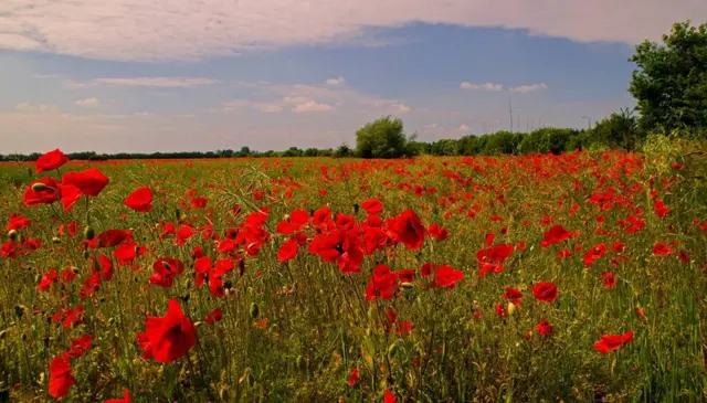Poppy field