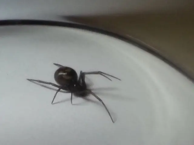 False Widow spider