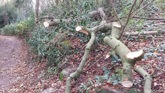 Trees at Grinshill