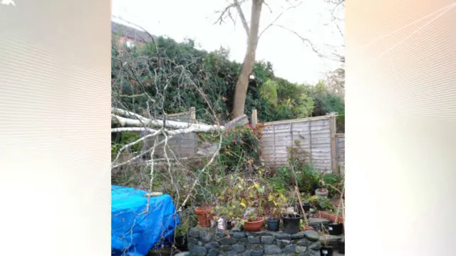 Tenbury Wells - tree blown over