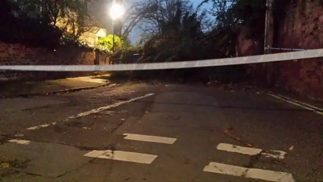 Fallen tree in Worcester