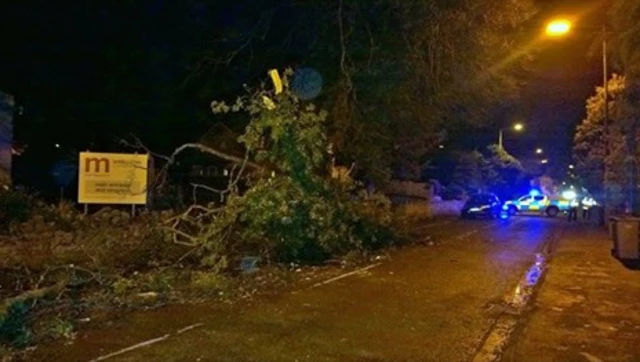 Fallen tree on the Morda Road in Oswestry