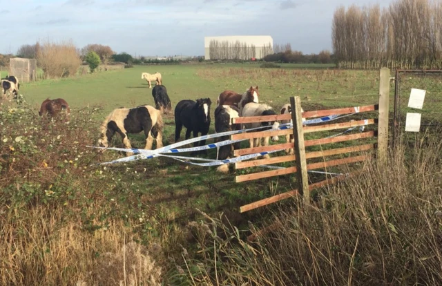 Ponies roped in using police tape