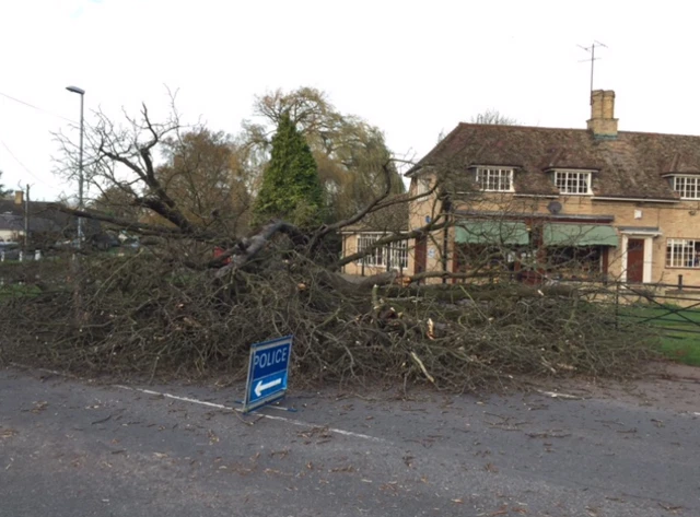 Tree brought down at Barton