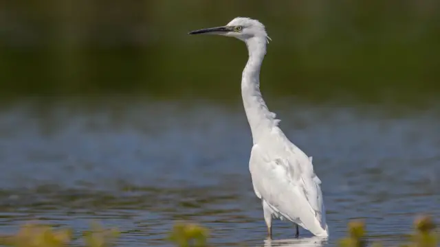 Little egret. Pic: Thinkstock