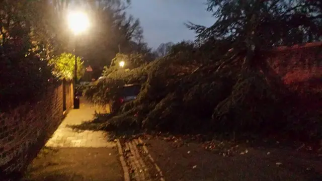 Fallen tree in Worcester