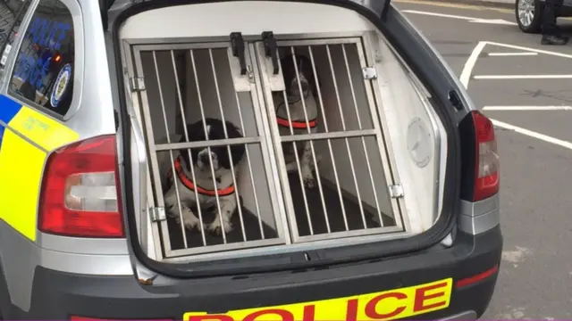 Police dogs