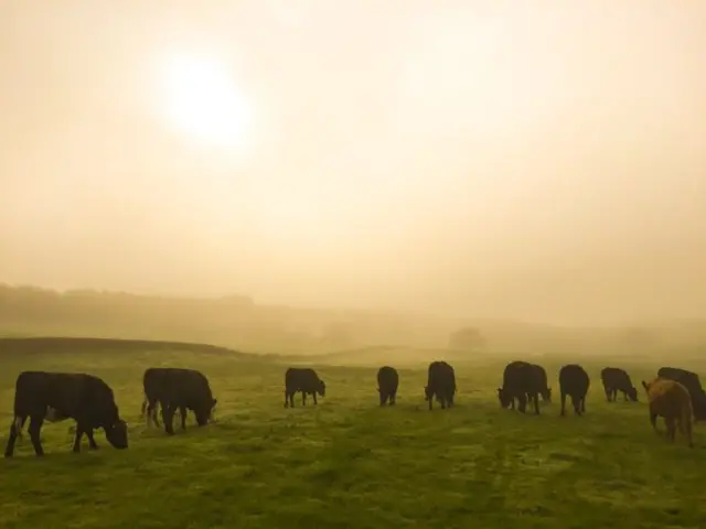 Cattle in the fog