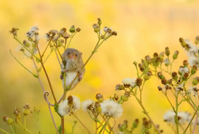 Harvest mouse