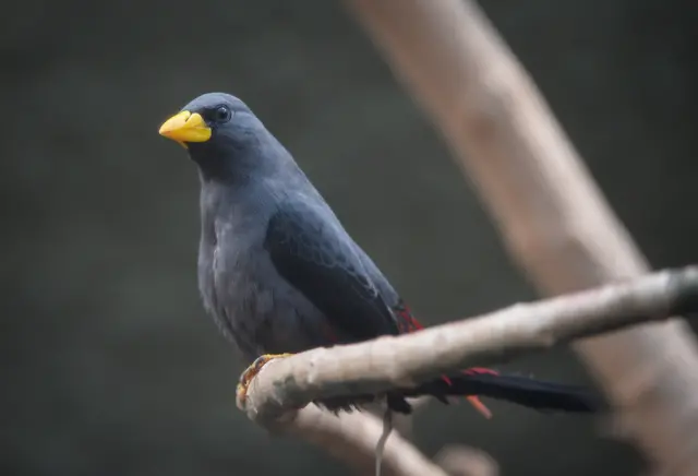 Grosbeak starling