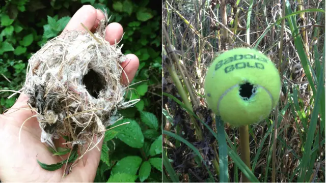 Harvest mouse nest and tennis ball