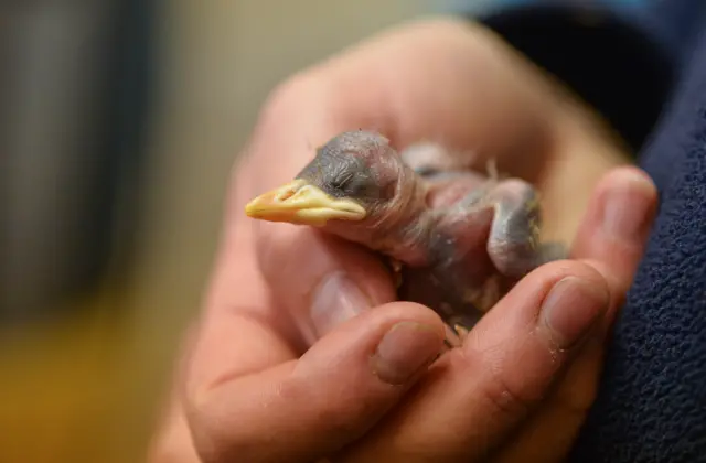 Grosbeak starling chick