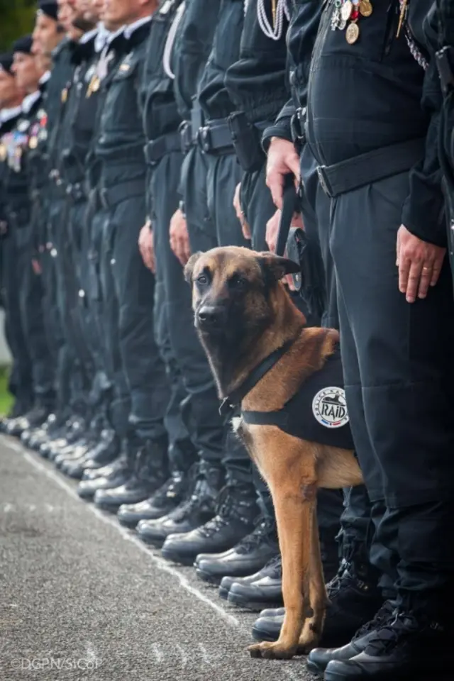 Diesel the police dog, killed in the raid on Saint-Denis