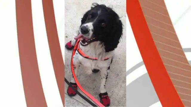 Fire dog Nelson. Pic: Cornwall Fire and Rescue Service