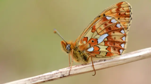 pearl-bordered fritillary