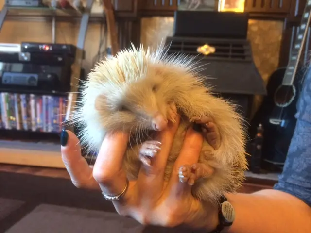 Albino hedgehog