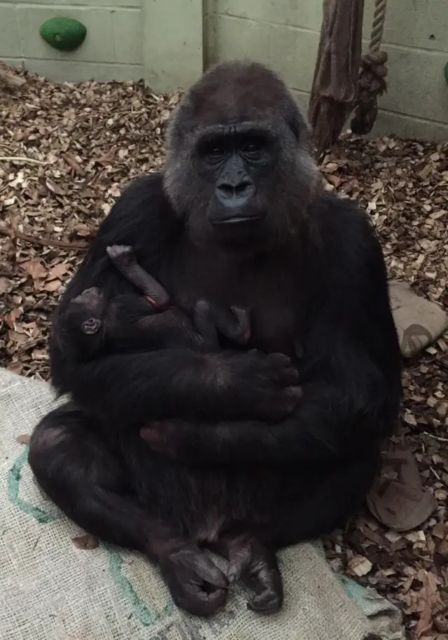 Gorilla and newborn