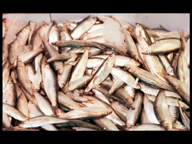 Fish at Billingsgate Market