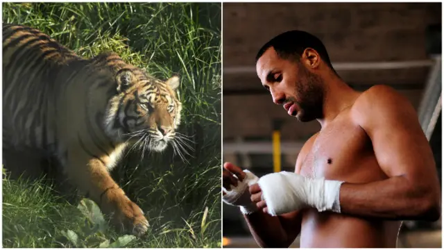 A tiger and James DeGale