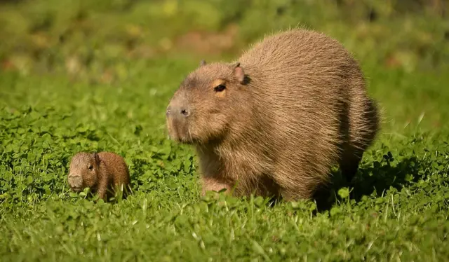 Baby capybara with its mother at Chester Zoo