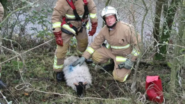 Sheep after the rescue