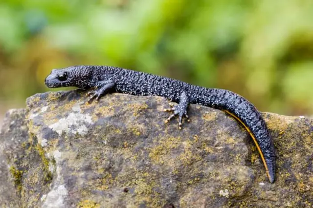 Great crested newt