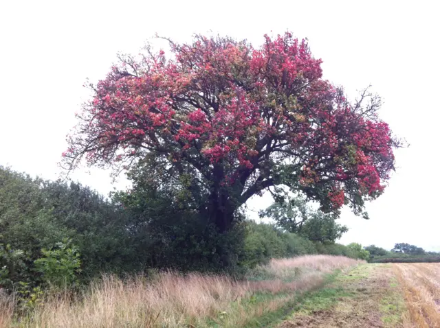 Cubbington pear tree