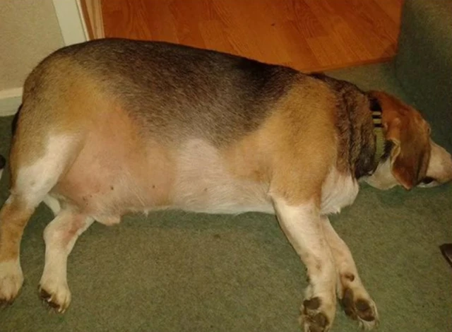 Overweight dog