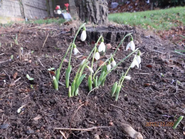 Snowdrops