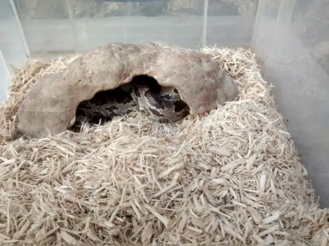 Snake in a clear box, covered with fleece