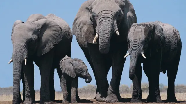 elephants