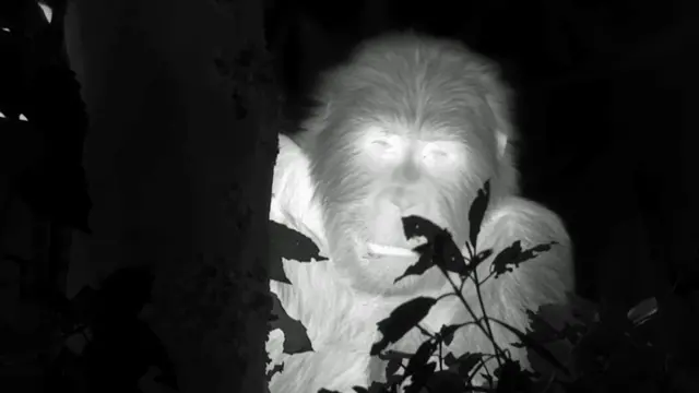Gorilla