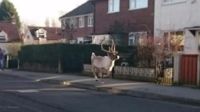 Bjorn the reindeer