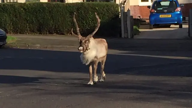 Bjorn the Reindeer