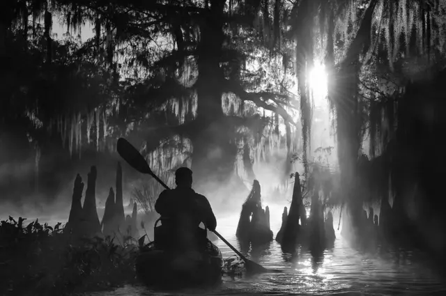 Kayaking amongst the Giant Cypress trees on a misty morning on one of the countless bayous of the Atchafalaya basin, the largest US wetland